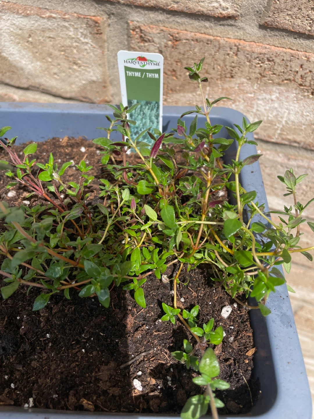 Herb planter with Rosemary, Basil, and Thyme - photo 5