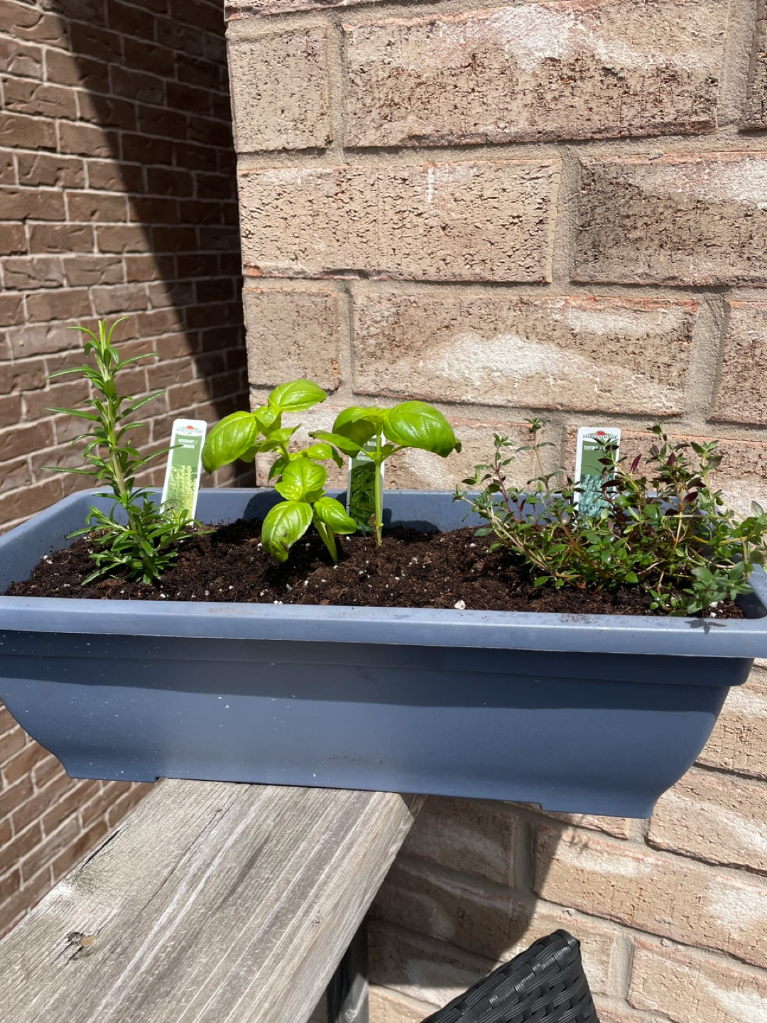 Herb planter with Rosemary, Basil, and Thyme