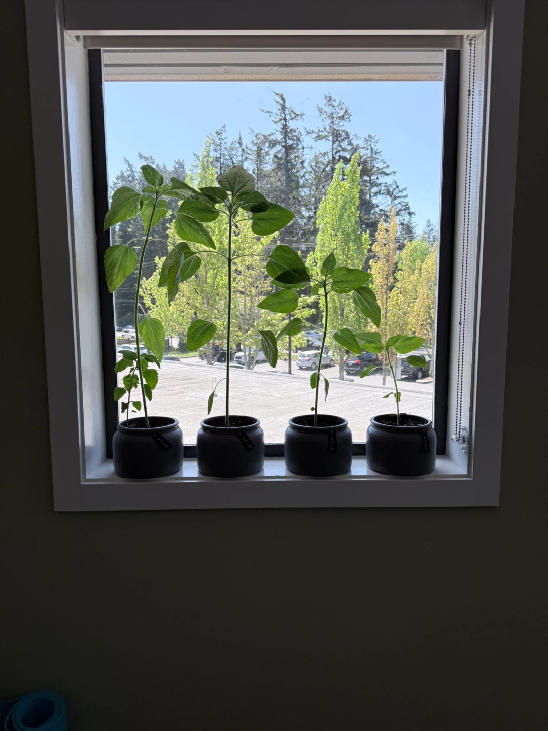 Set of 4 Grey Potted Plants