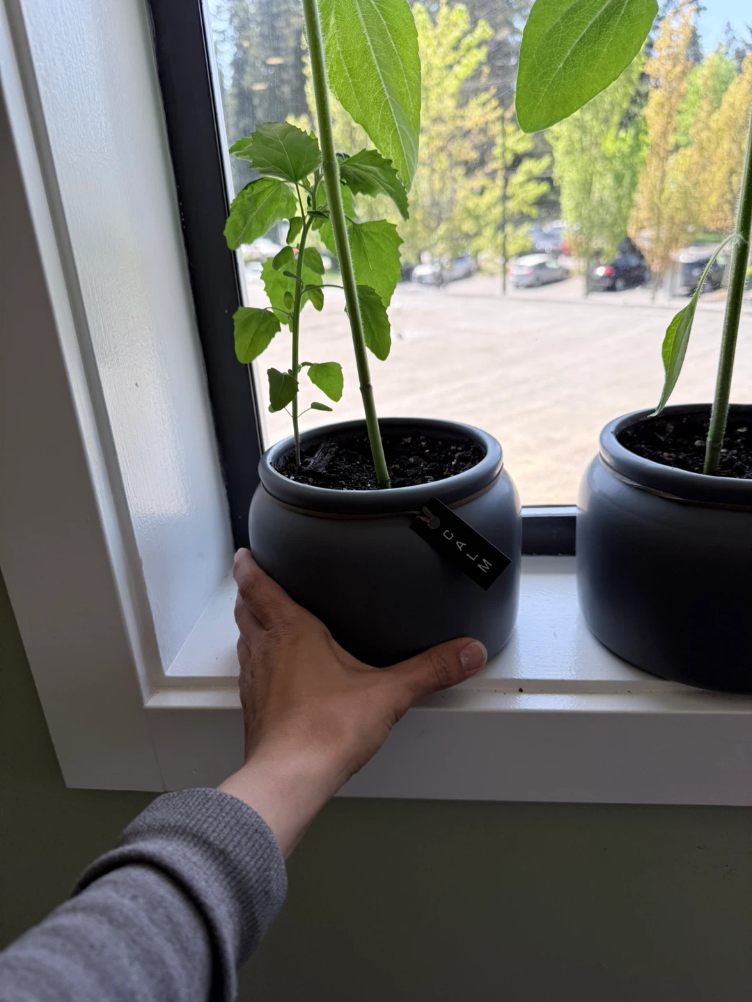 Set of 4 Grey Potted Plants - photo 3