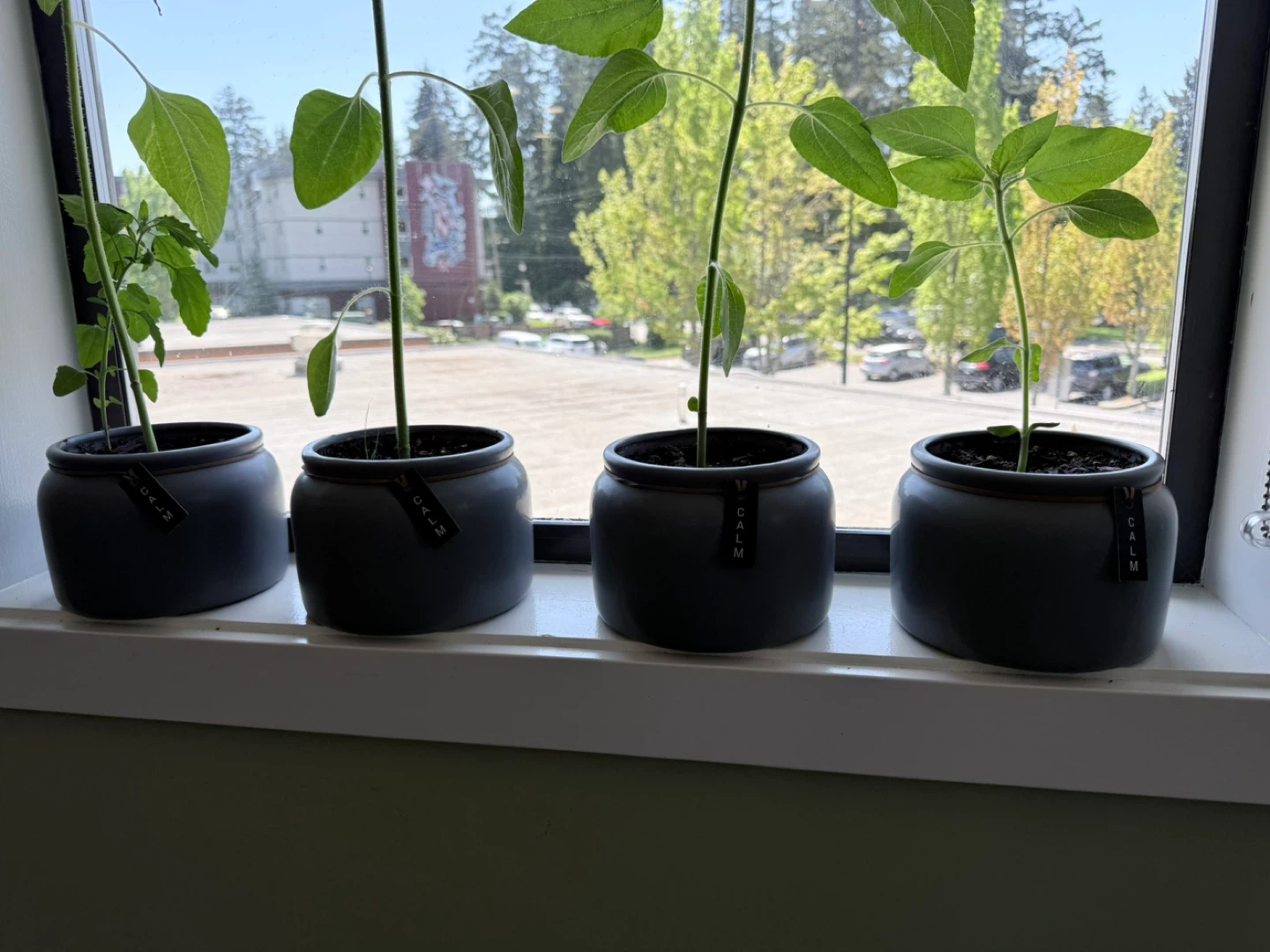 Set of 4 Grey Potted Plants - photo 2