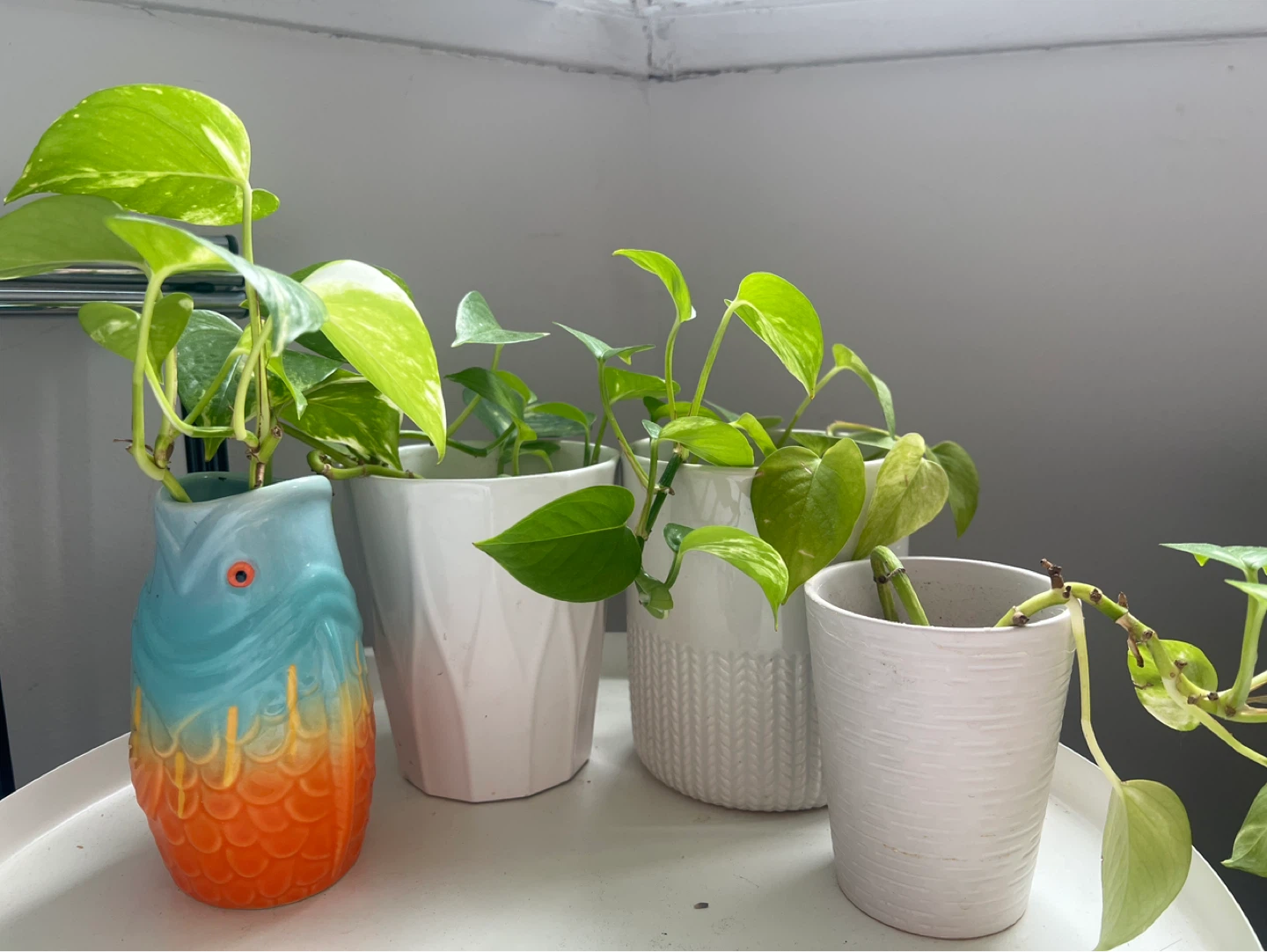 Pothos Plants in Decorative Pots