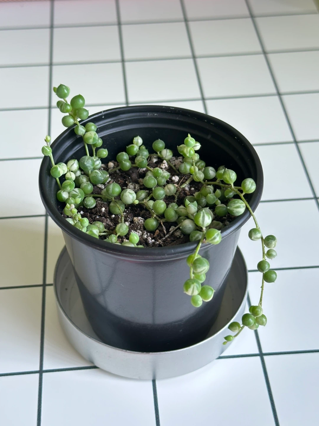 String of Pearls Variegata (Senecio Marble) Plant - photo 2