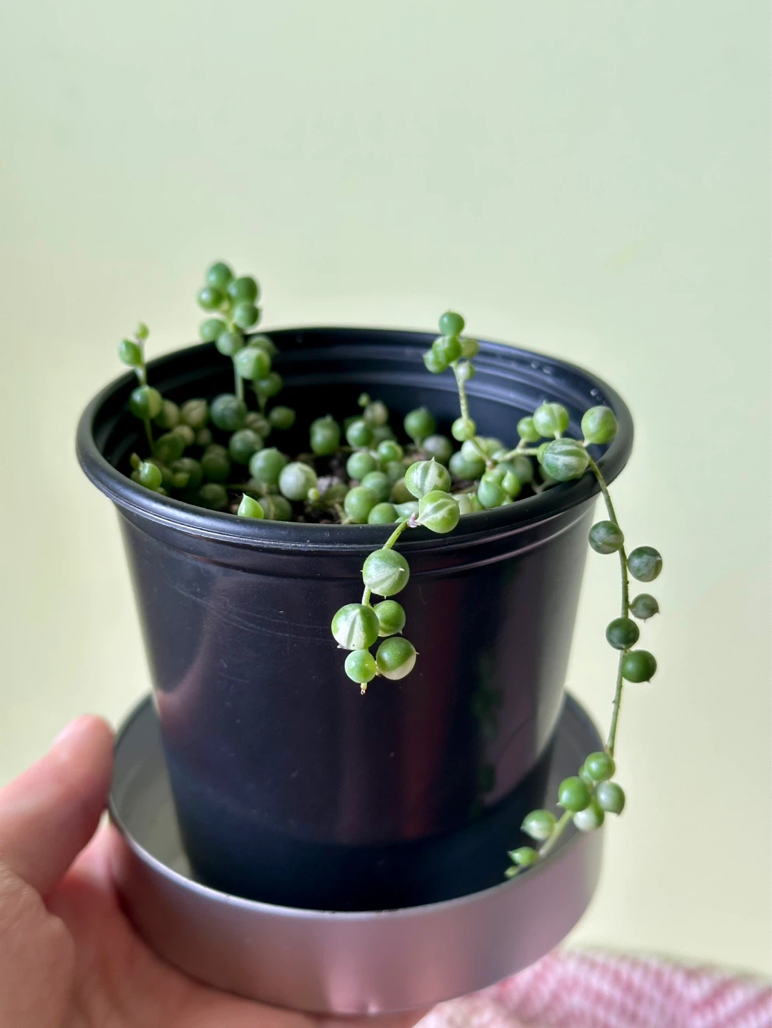 String of Pearls Variegata (Senecio Marble) Plant - photo 3