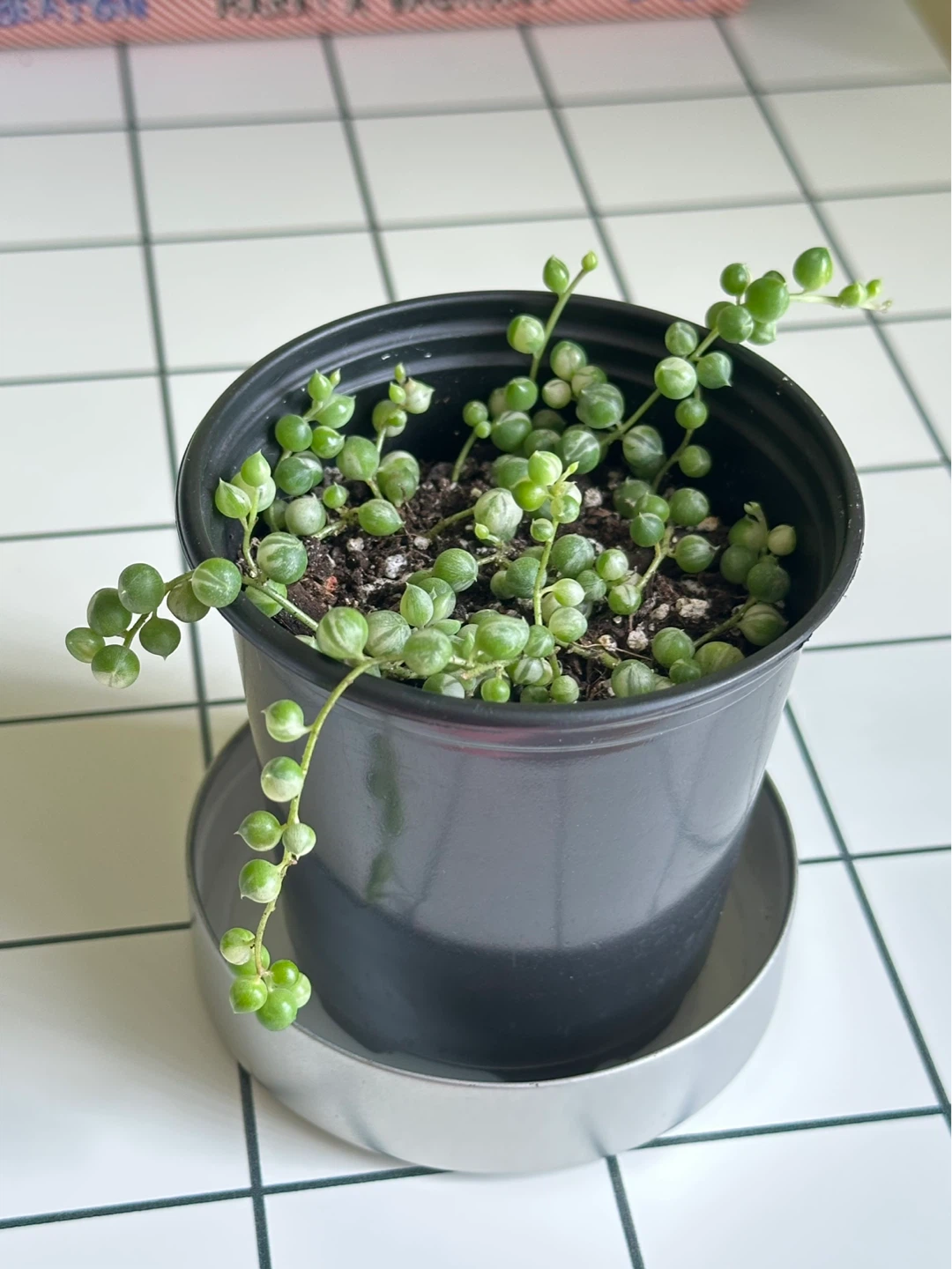 String of Pearls Variegata (Senecio Marble) Plant
