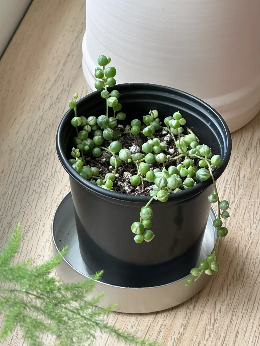 String of Pearls Variegata (Senecio Marble) Plant - photo 4