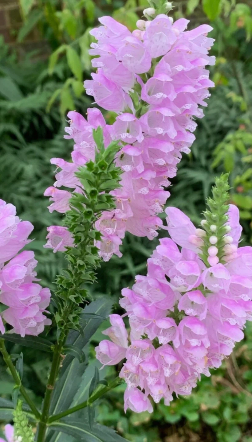 2 Pink Obidience,  Perennial flower plants