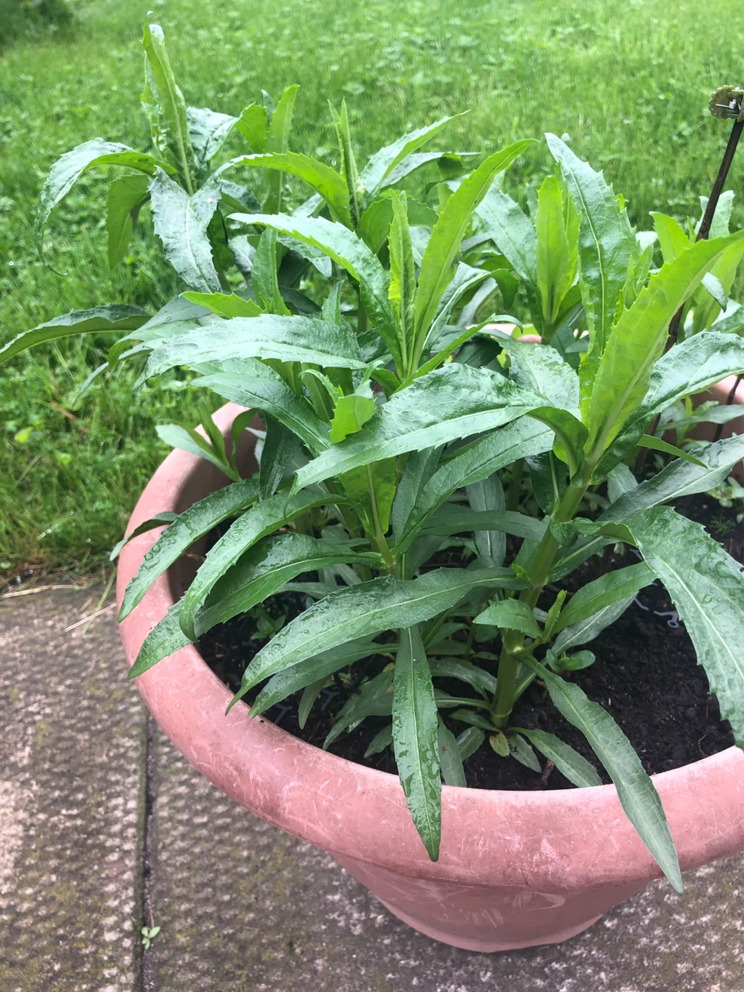 2 Pink Obidience,  Perennial flower plants - photo 3