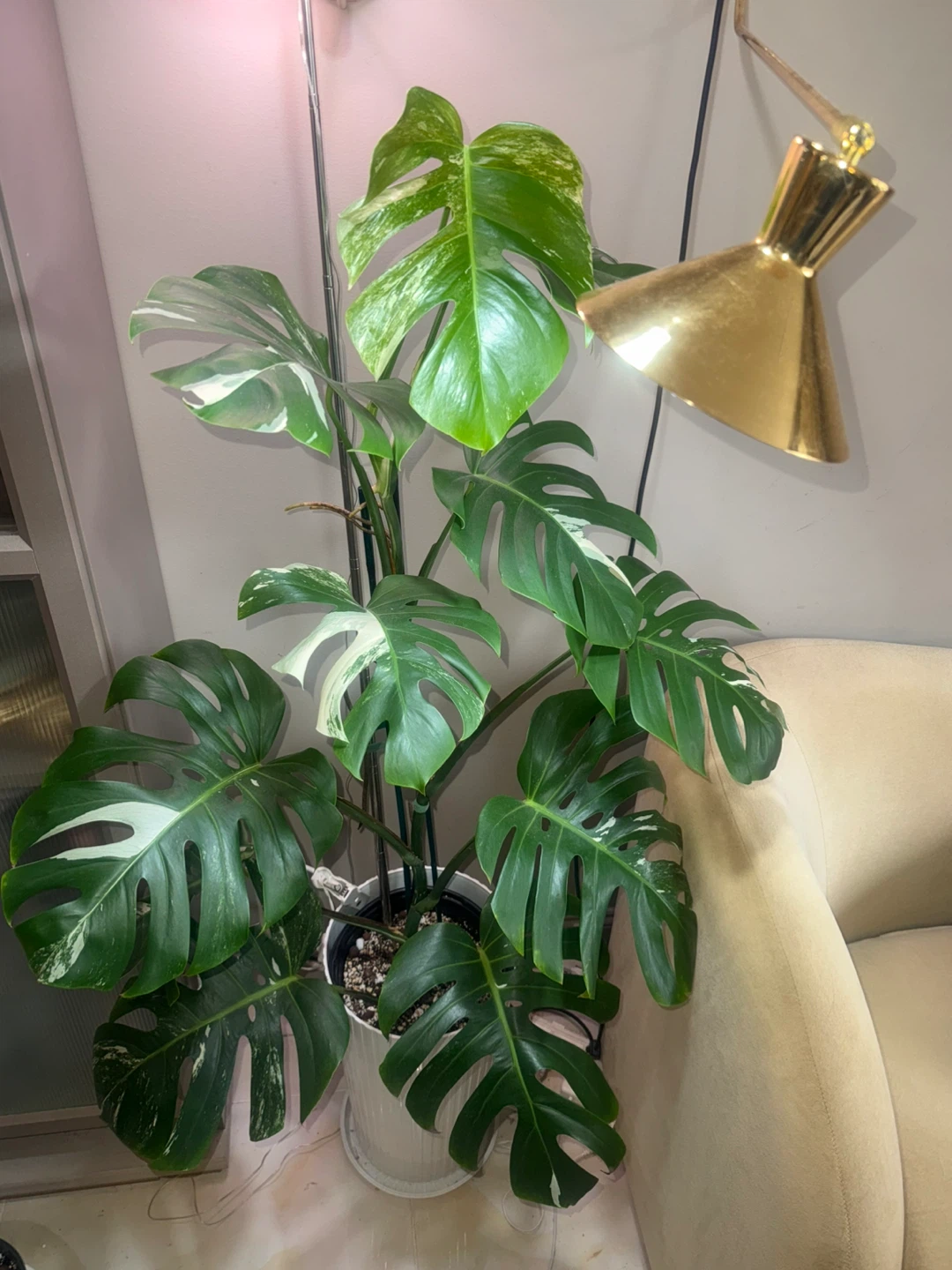 huge size 61” tall Monstera Albo Variegata Plant - photo 2