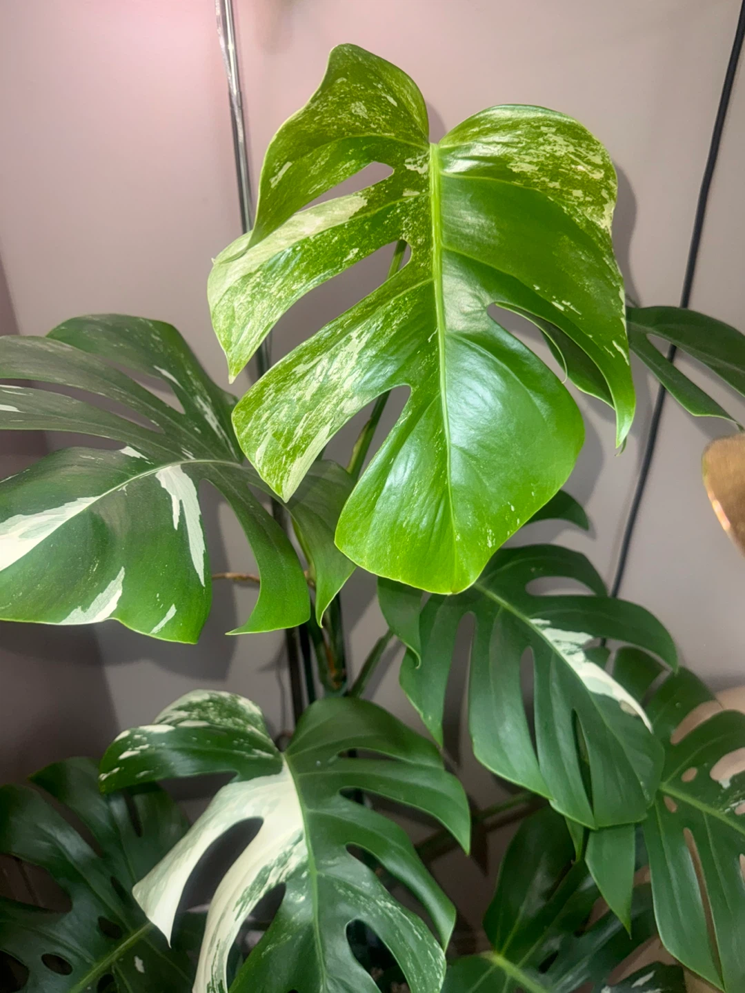 huge size 61” tall Monstera Albo Variegata Plant - photo 4