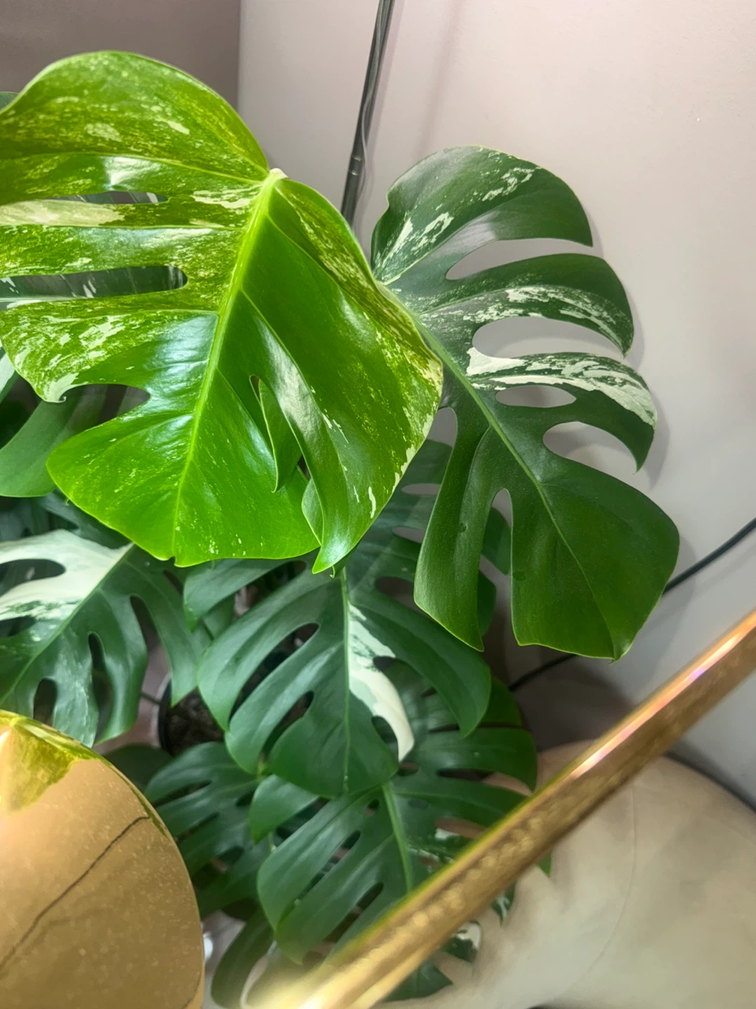 huge size 61” tall Monstera Albo Variegata Plant - photo 5