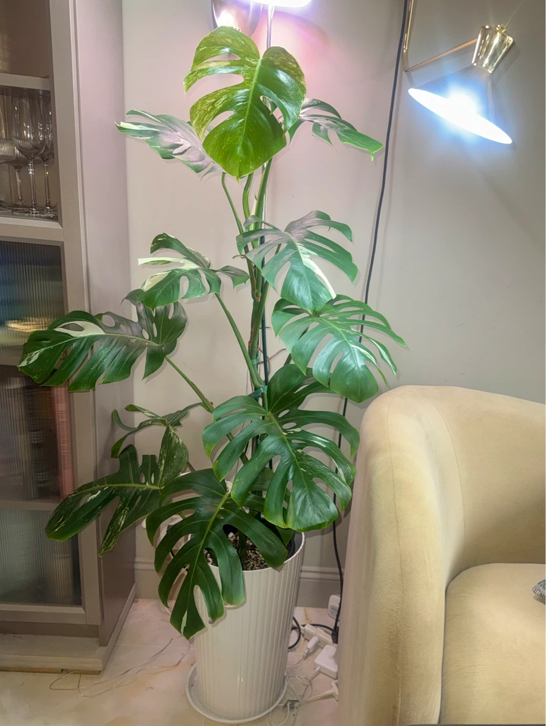 huge size 61” tall Monstera Albo Variegata Plant