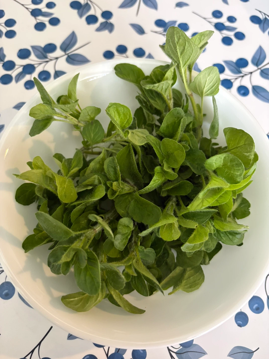 Organic Fresh Oregano
