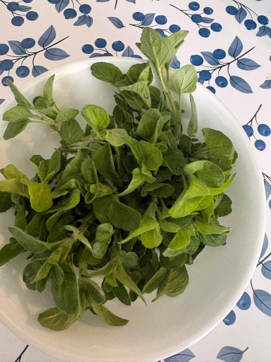 Organic Fresh Oregano - photo 2