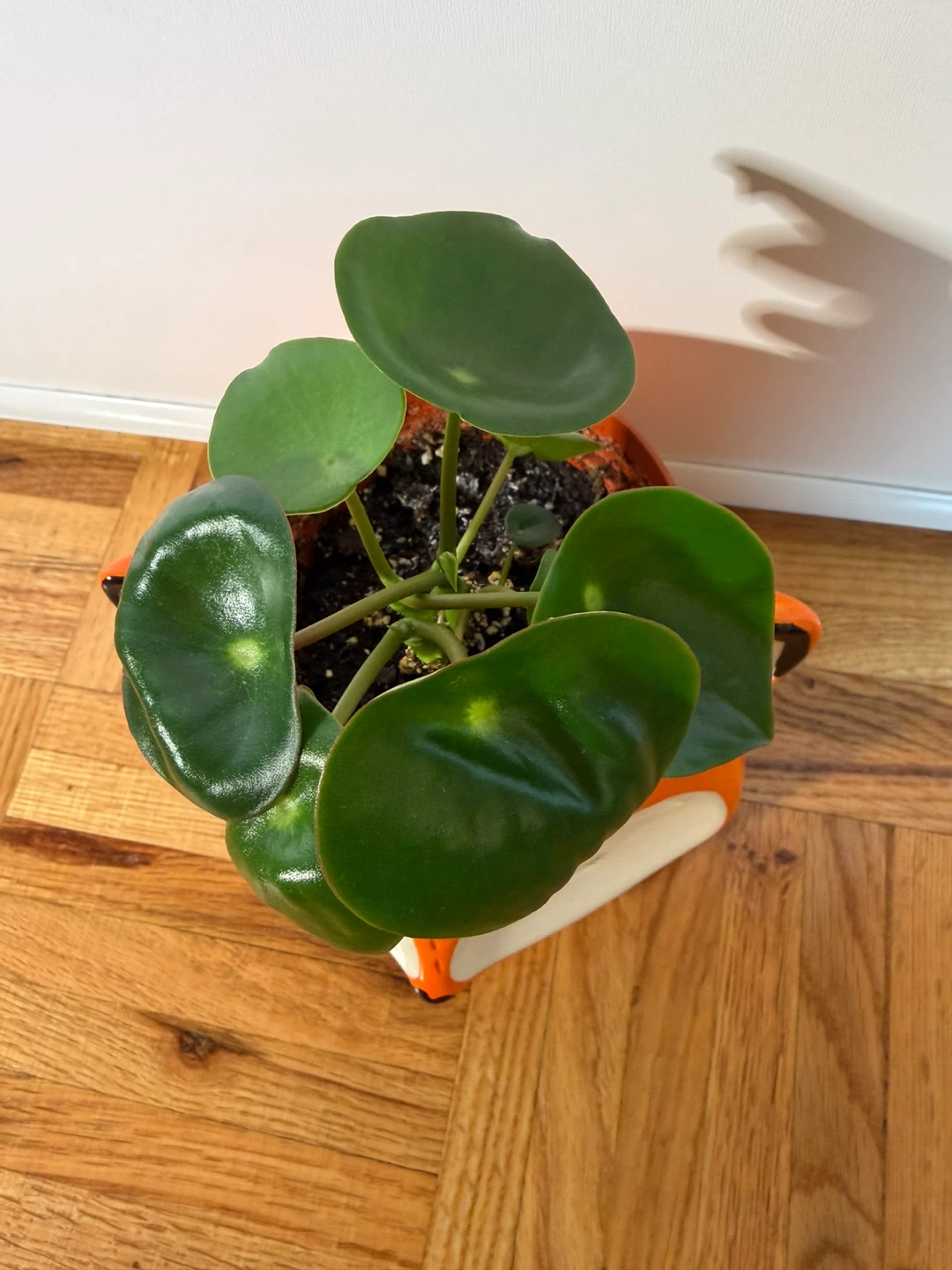 Raindrop Peperomia in Streamline Ceramic Fox Pot - photo 2