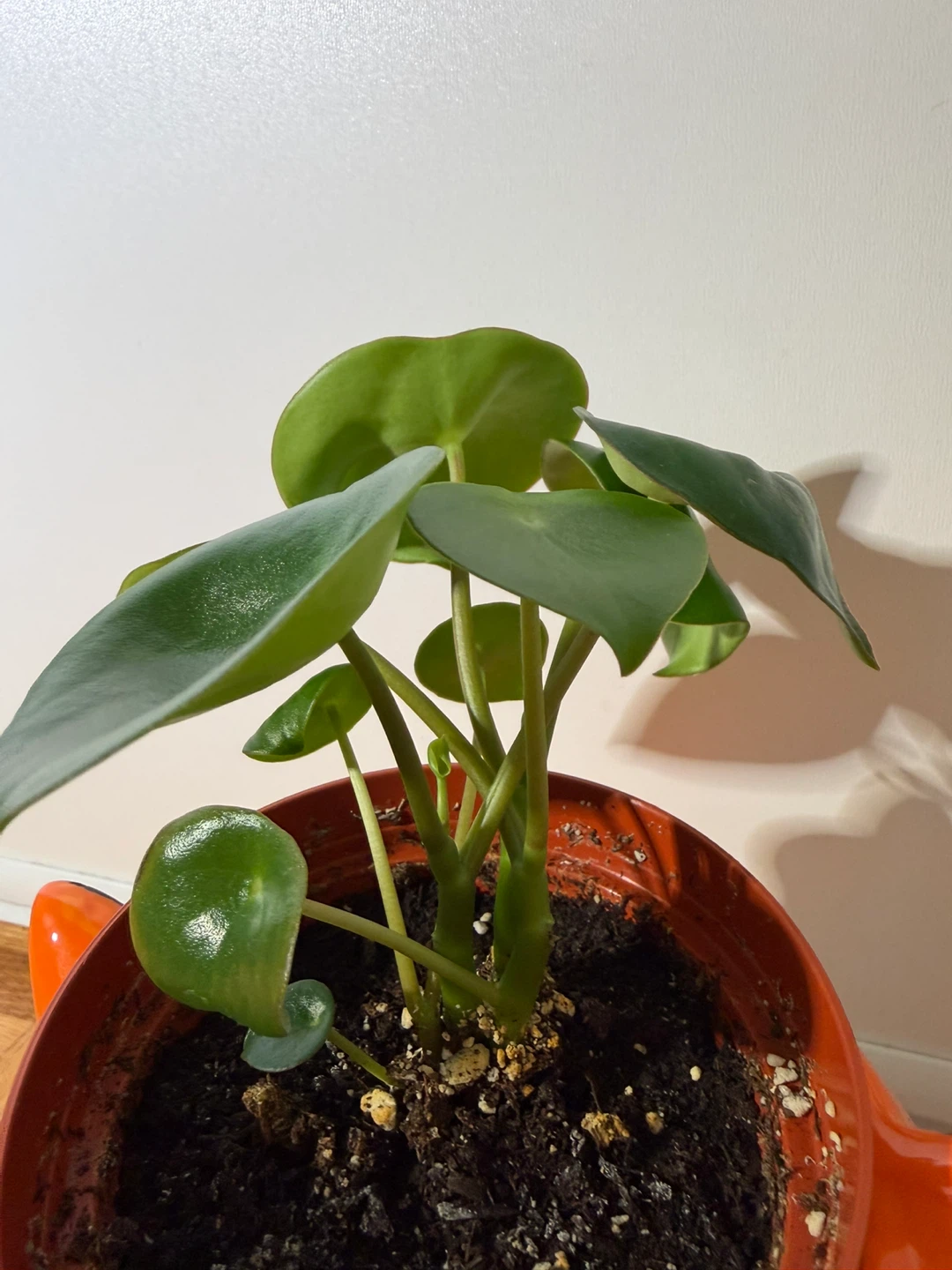 Raindrop Peperomia in Streamline Ceramic Fox Pot - photo 3