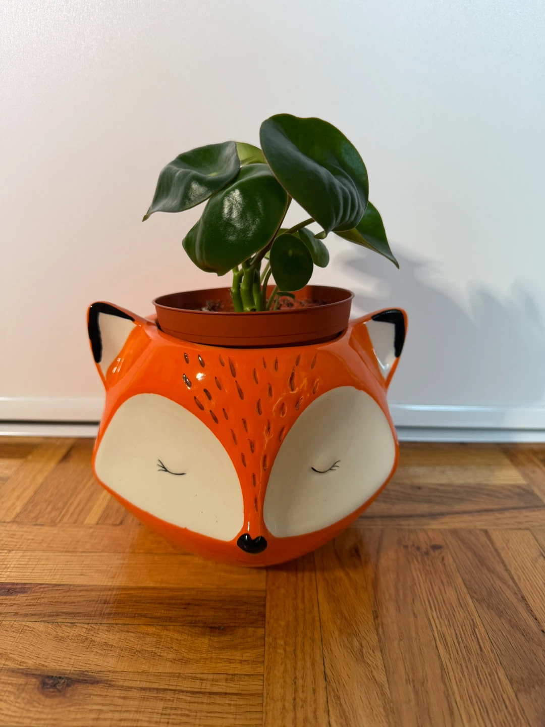 Raindrop Peperomia in Streamline Ceramic Fox Pot