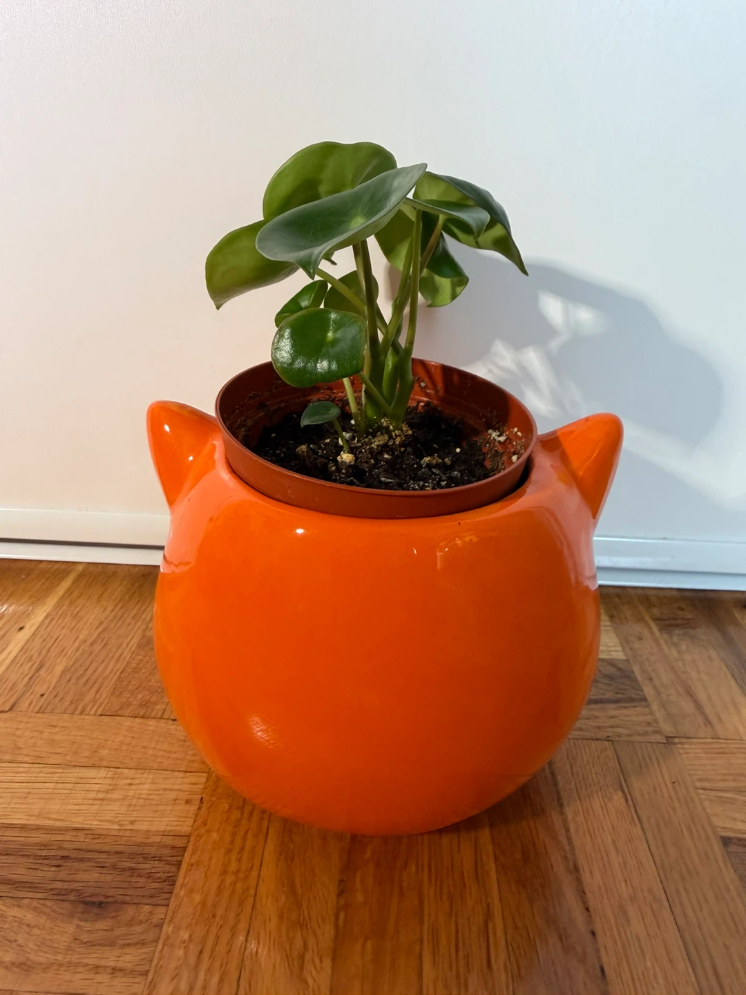 Raindrop Peperomia in Streamline Ceramic Fox Pot - photo 4