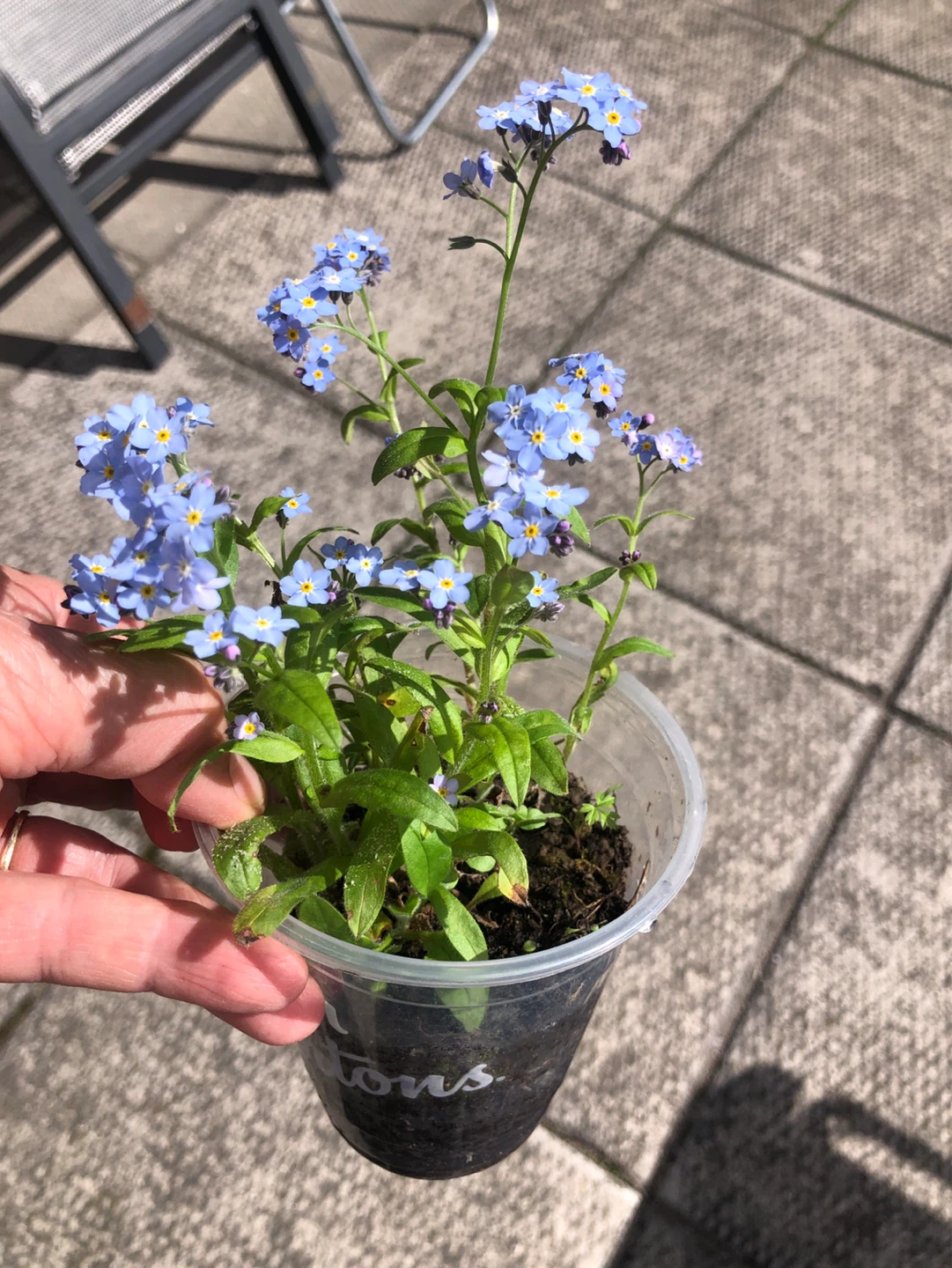 2 plants $5 , Forget-me-not, spring flowering plants - photo 5
