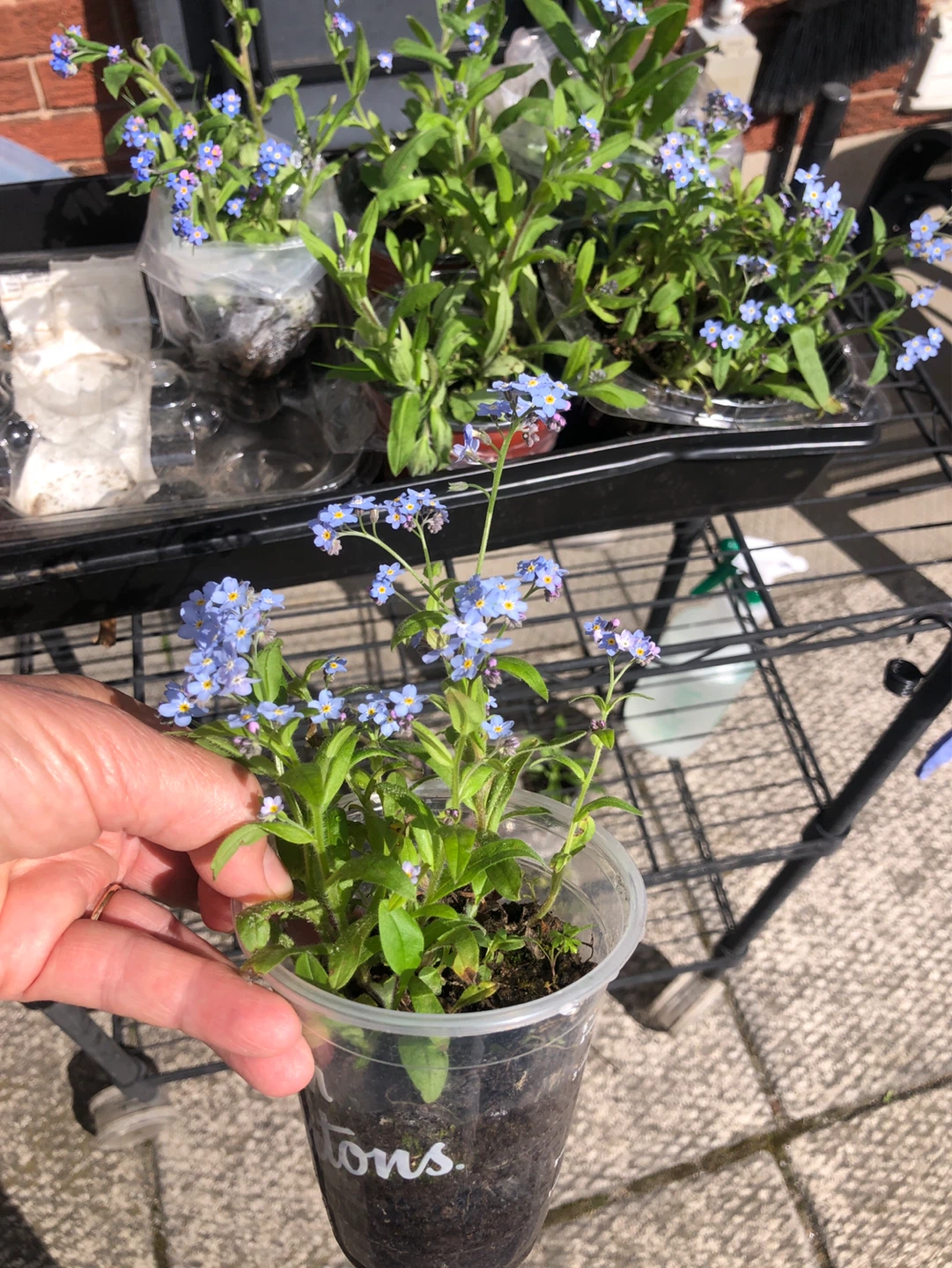 2 plants $5 , Forget-me-not, spring flowering plants - photo 4