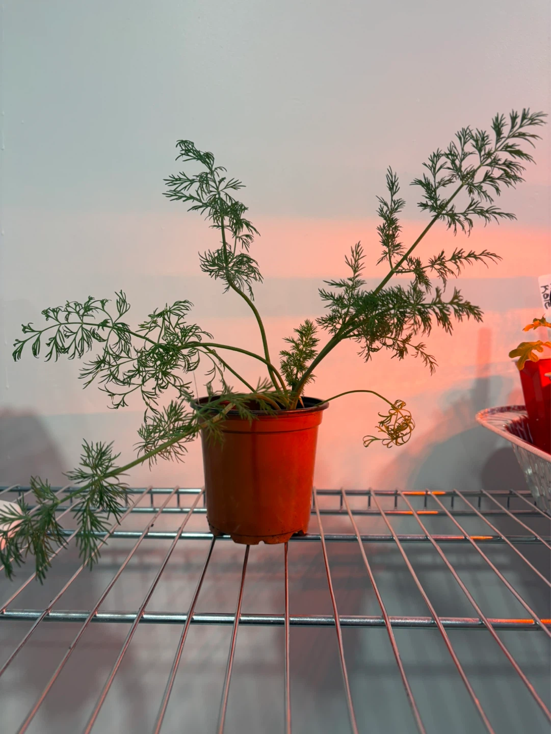 Young Dill Plant in Pot