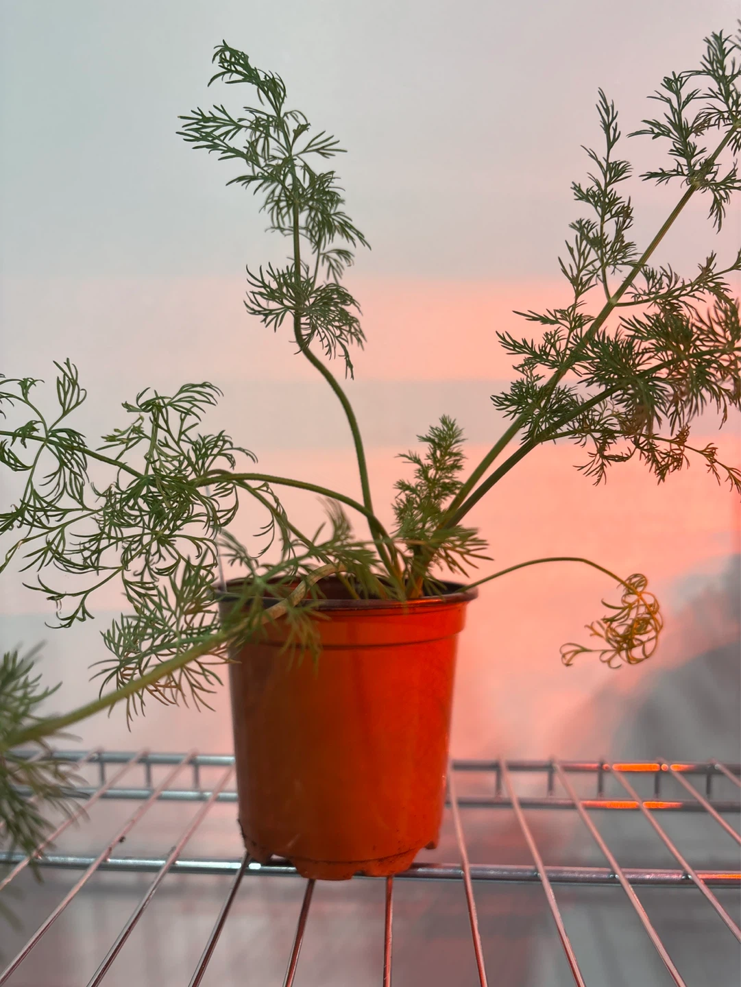 Young Dill Plant in Pot - photo 2