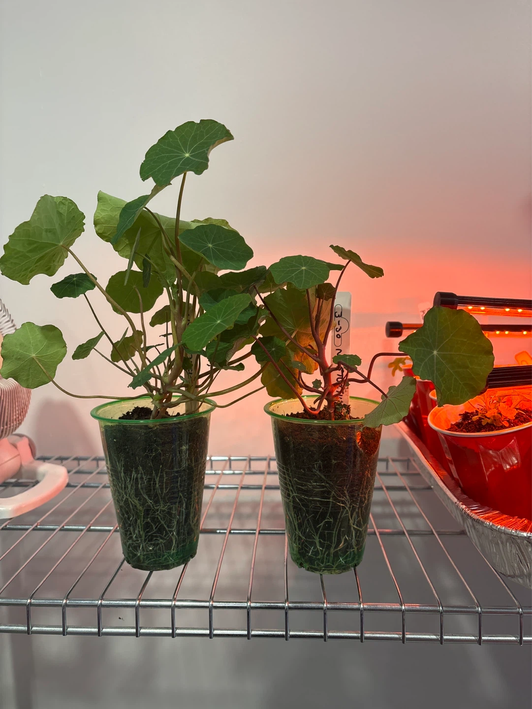 Nasturtium Plants (2) in Cups