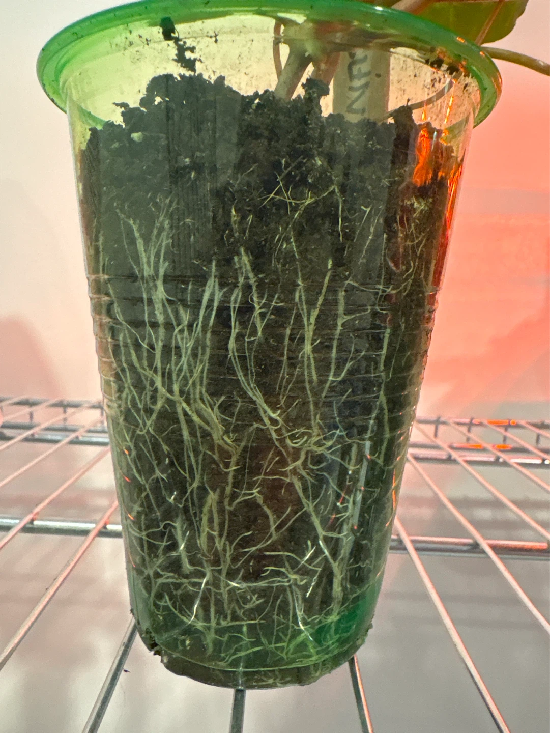 Nasturtium Plants (2) in Cups - photo 2