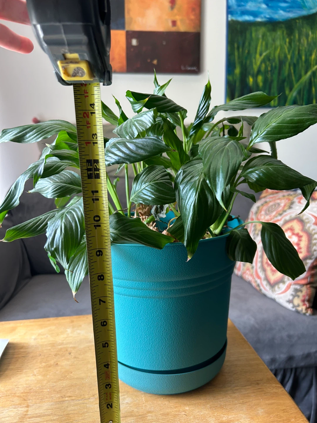 Peace Lily Plant in Teal Pot
