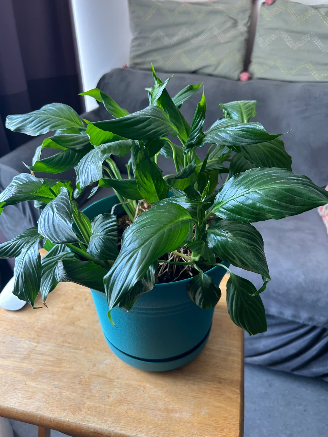 Peace Lily Plant in Teal Pot - photo 2