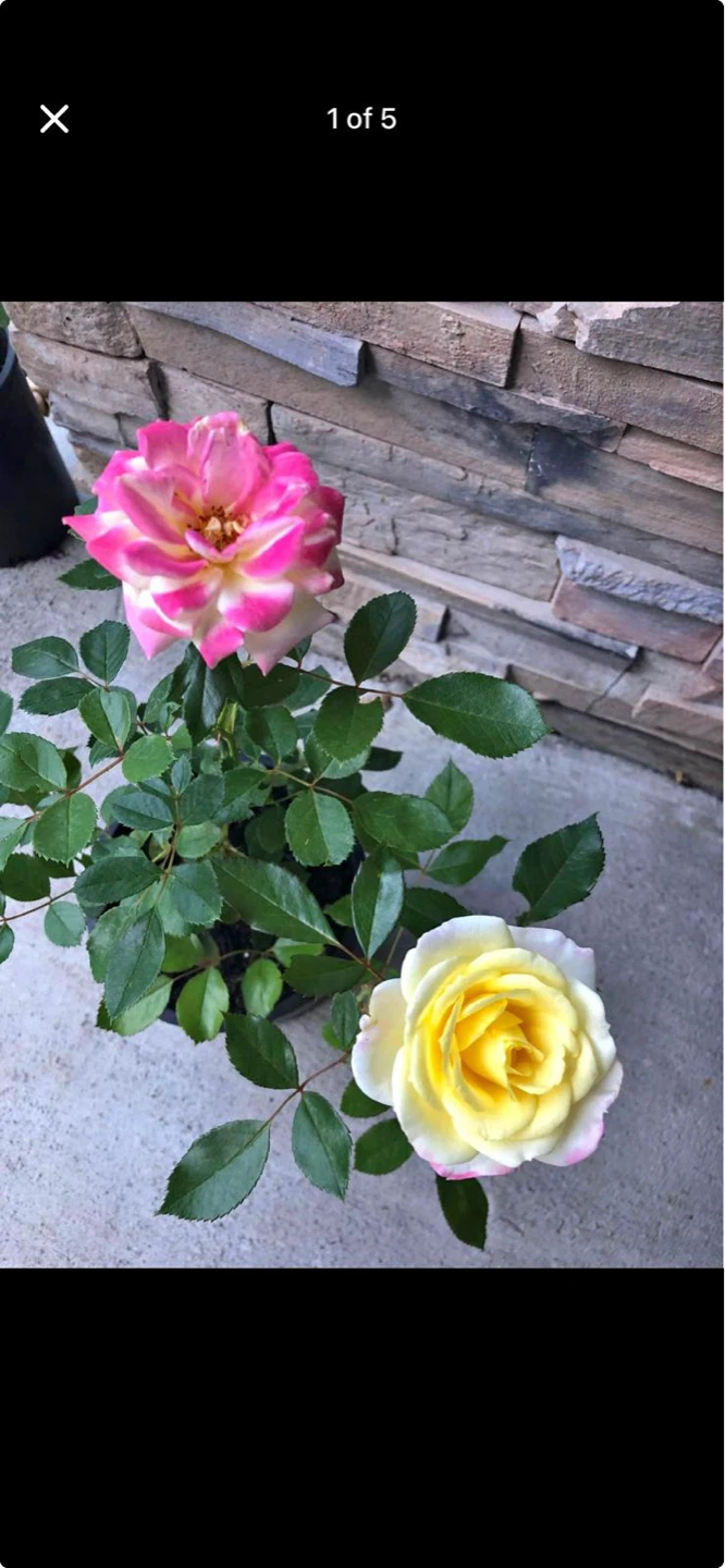 Rose plant. - photo 3