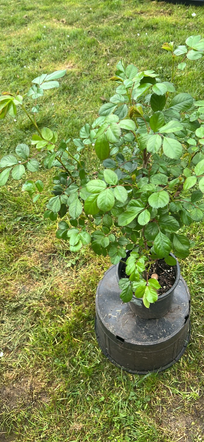 Rose plant. - photo 2