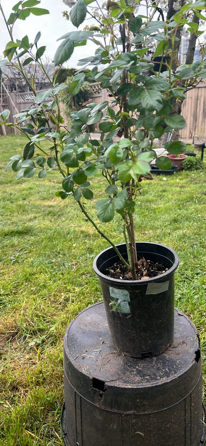 Rose plant.
