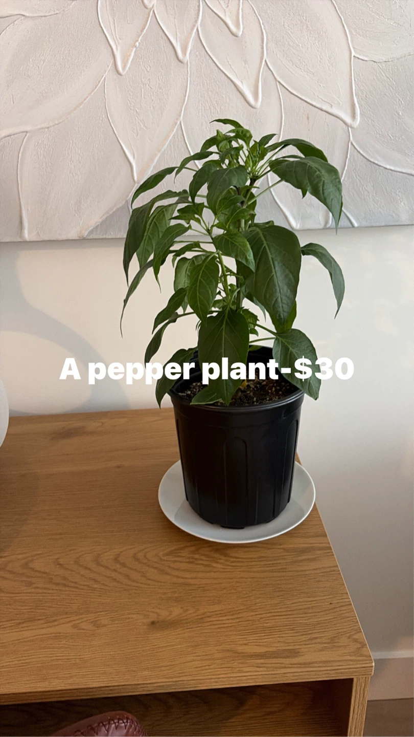 Pepper Plant in Black Pot