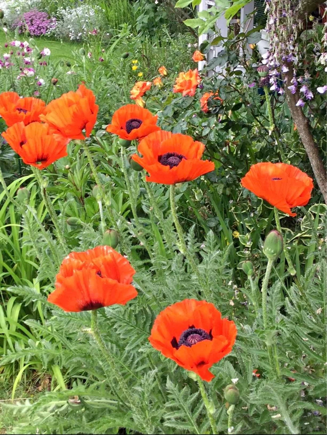 Orange Poppy Plants for Garden - photo 2