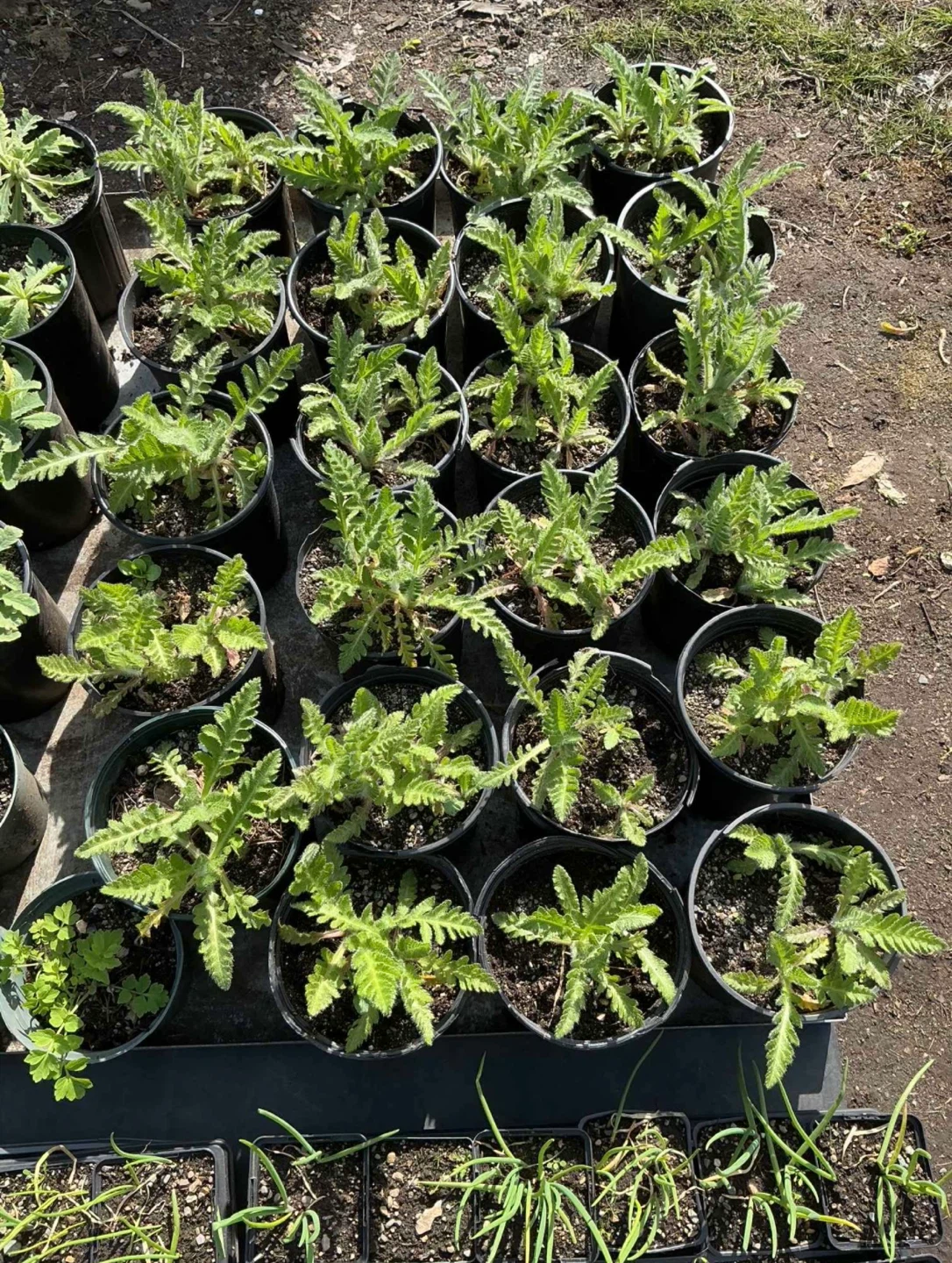 Orange Poppy Plants for Garden
