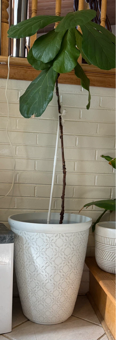 Fiddle Leaf Fig Plant in Decorative Pot - photo 2