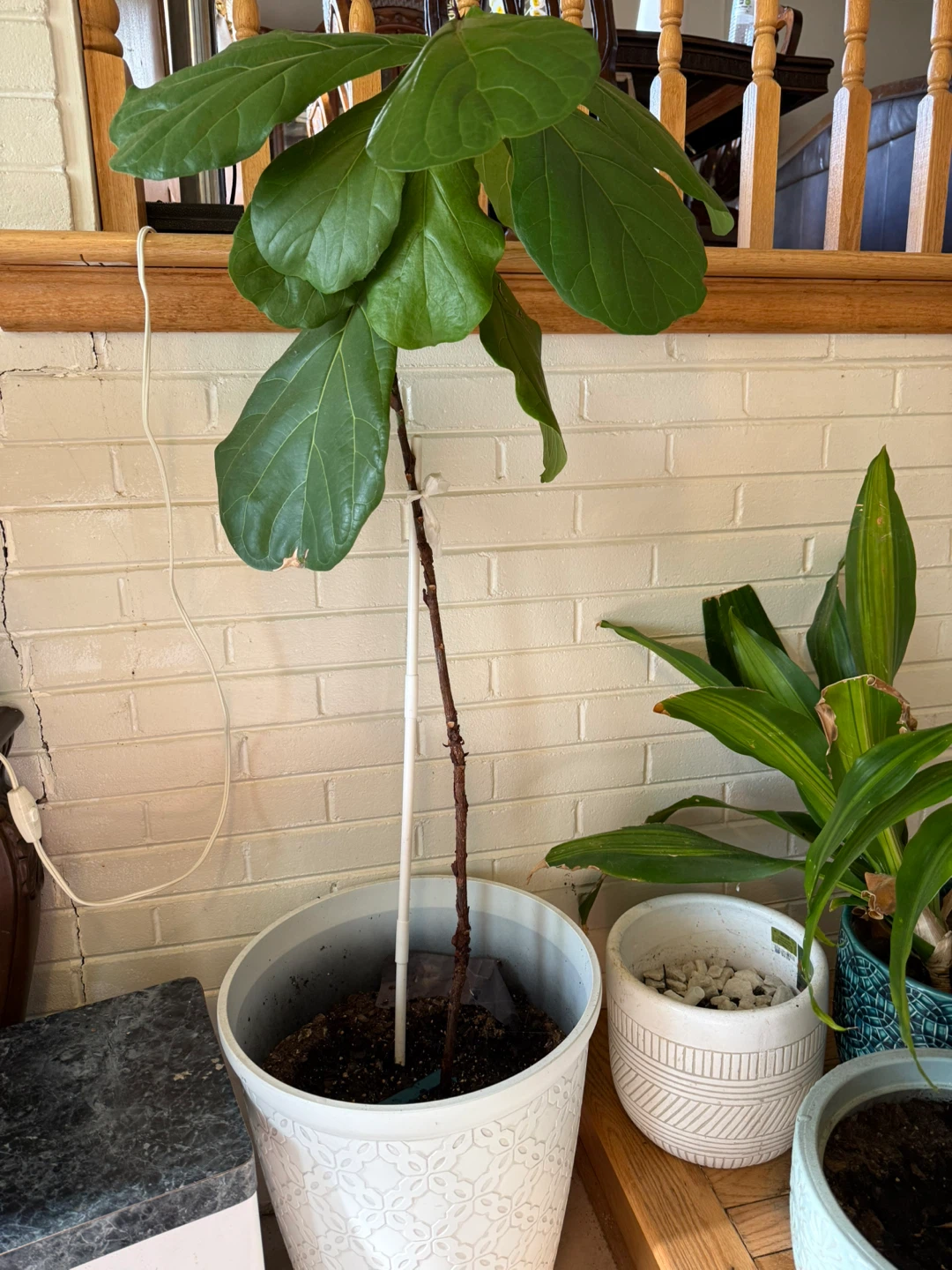 Fiddle Leaf Fig Plant in Decorative Pot