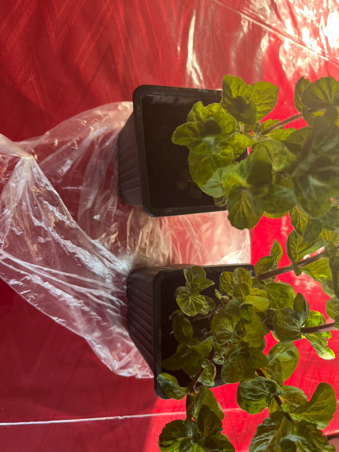 Healthy organic mint plants $1 each - photo 5