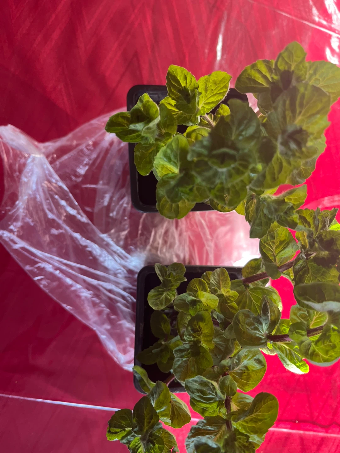 Healthy organic mint plants $1 each - photo 3