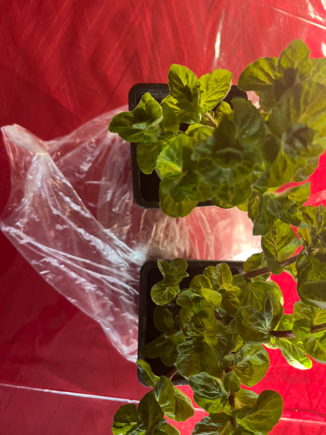 Healthy organic mint plants $1 each - photo 4