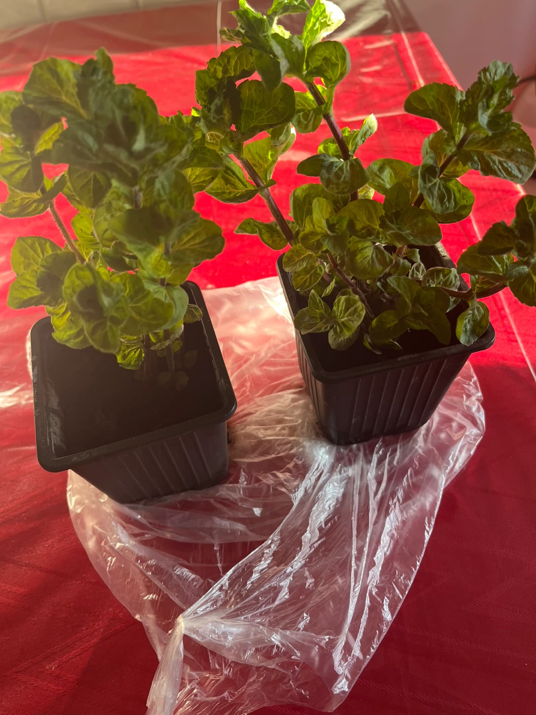 Healthy organic mint plants $1 each - photo 2