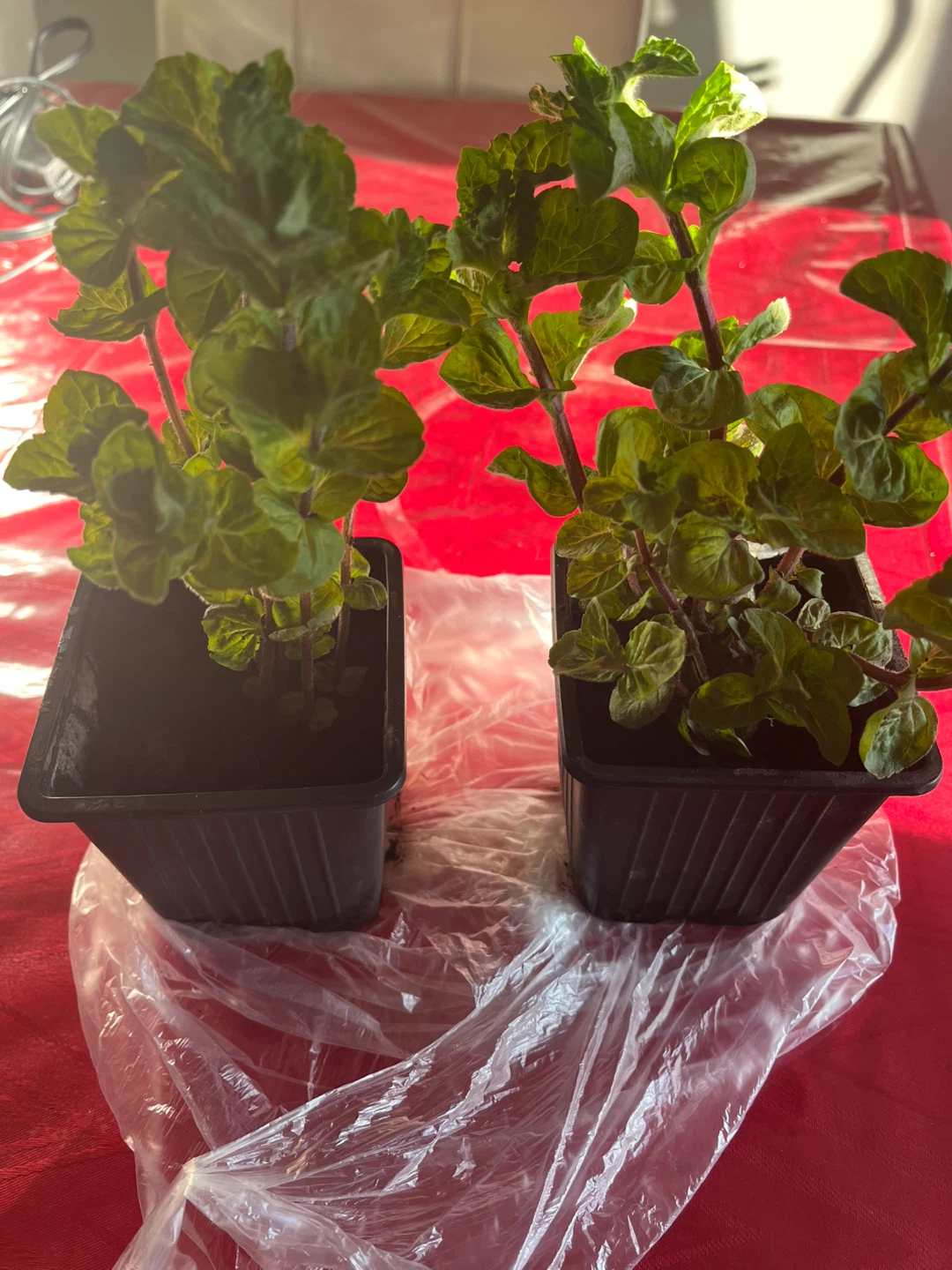 Healthy organic mint plants $1 each