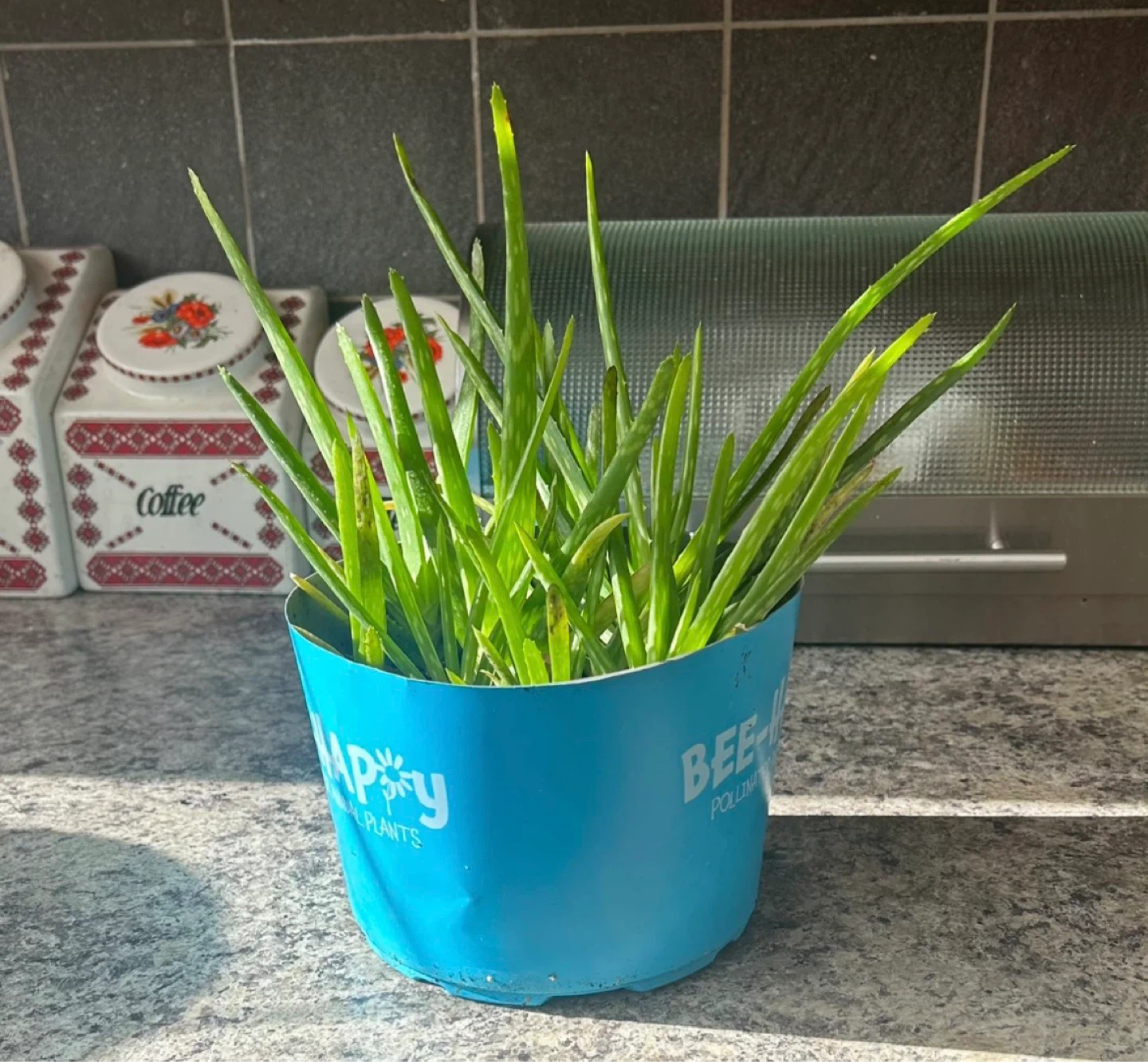 Aloe Vera Plant