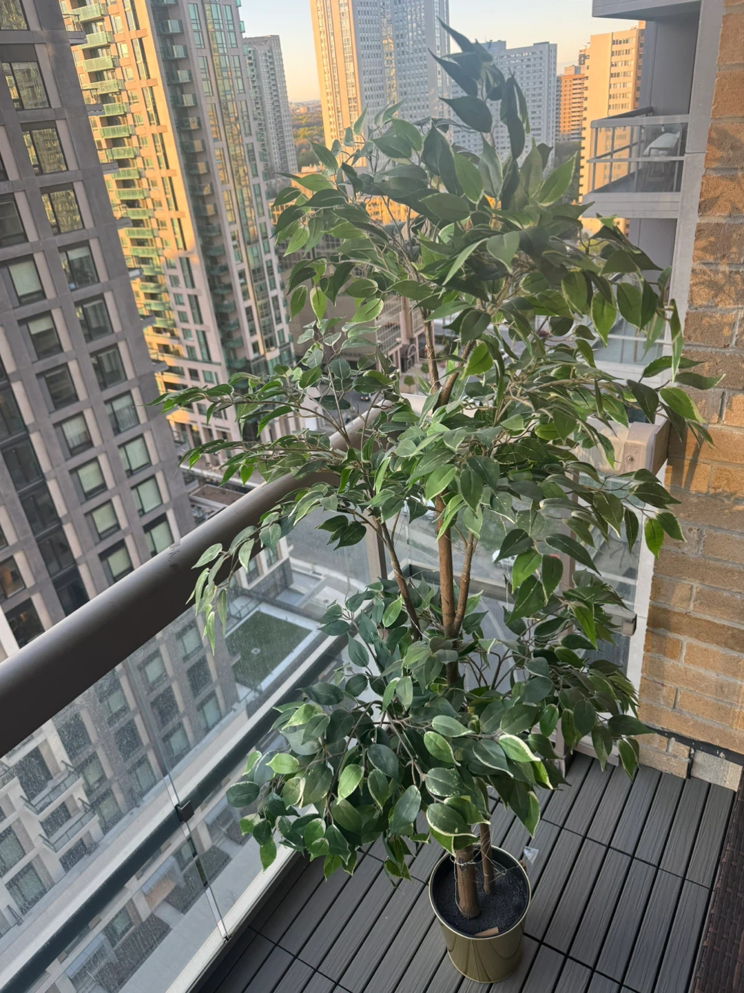 Artificial Ficus Tree in Pot