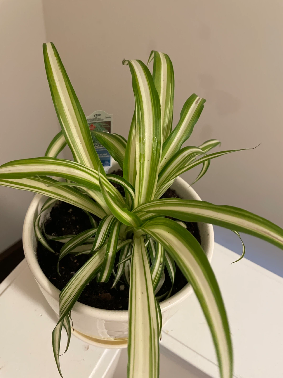 Spider Plant in ceramic Pot - photo 2