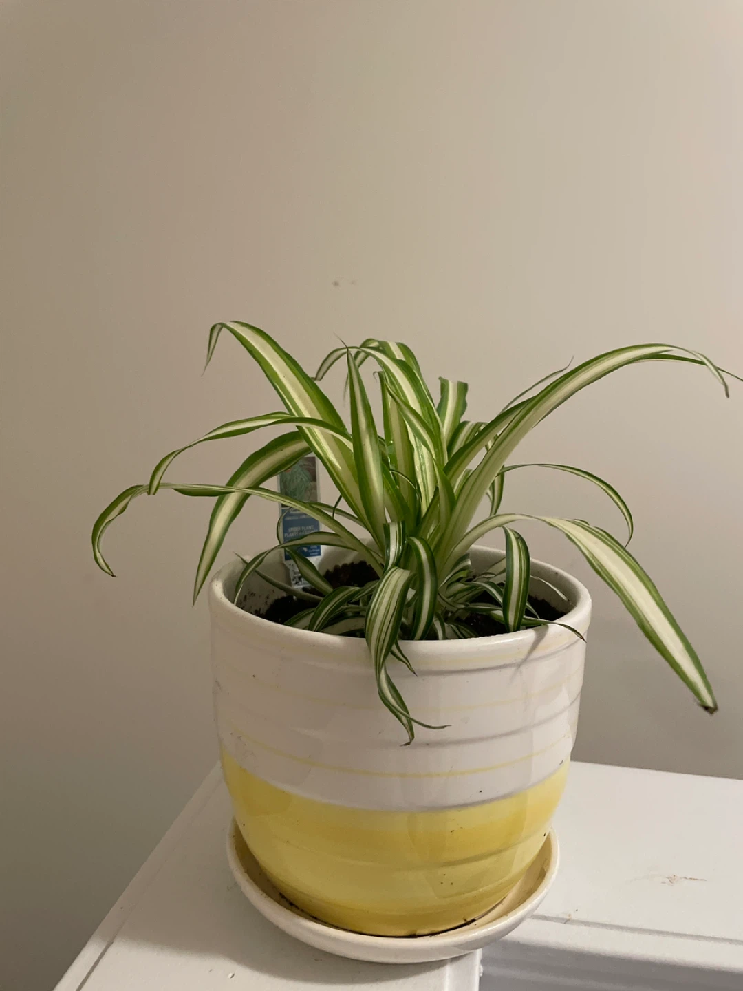 Spider Plant in ceramic Pot