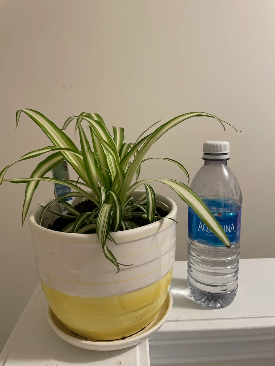 Spider Plant in ceramic Pot - photo 3