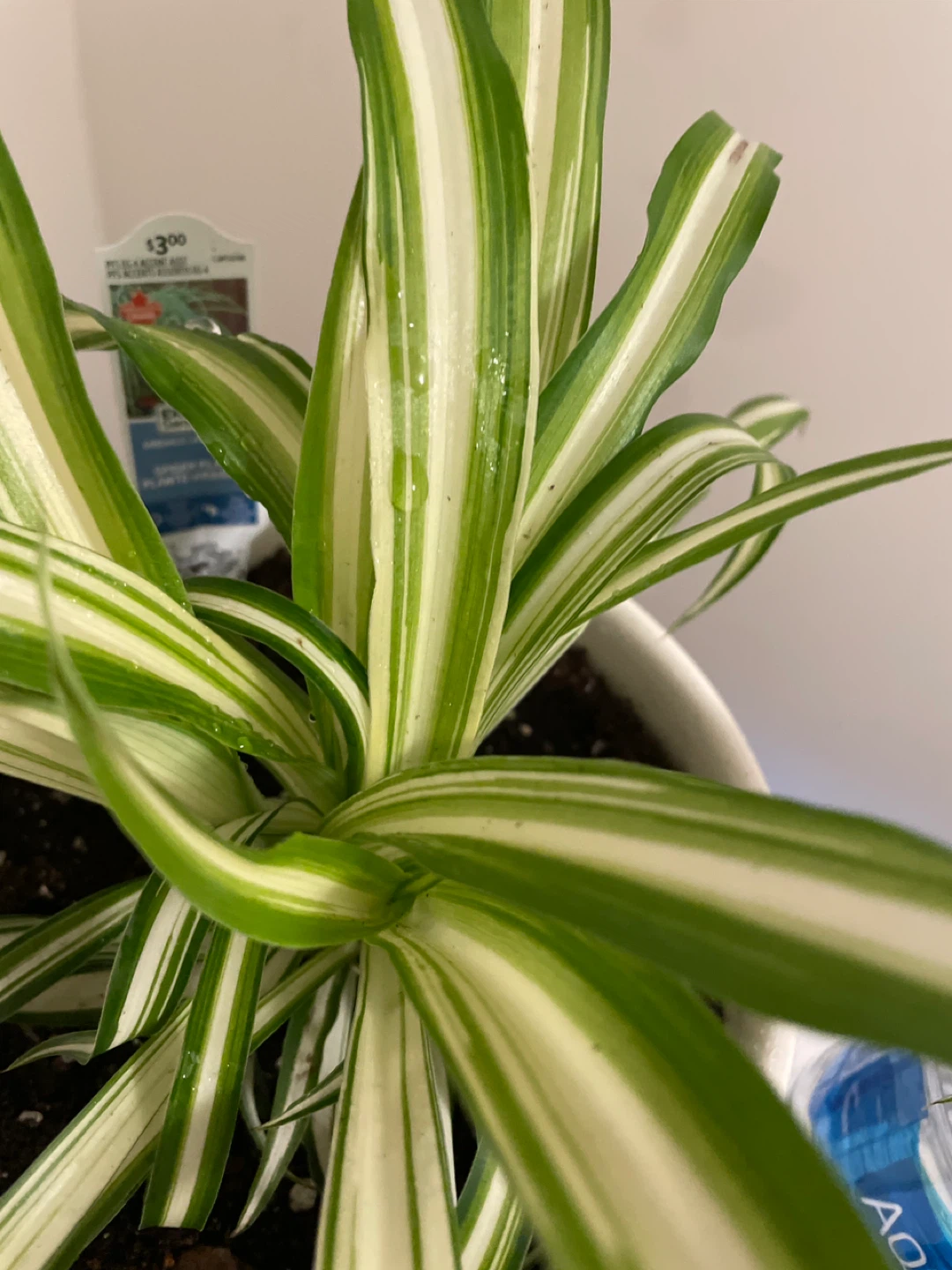 Spider Plant in ceramic Pot - photo 4