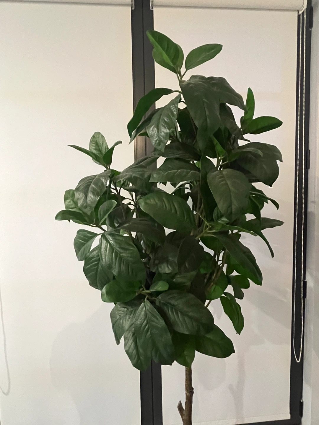 Large Green Fiddle Leaf Artificial decor